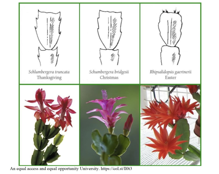 Holiday cactus info. (Graphic courtesy of Colorado State University.)